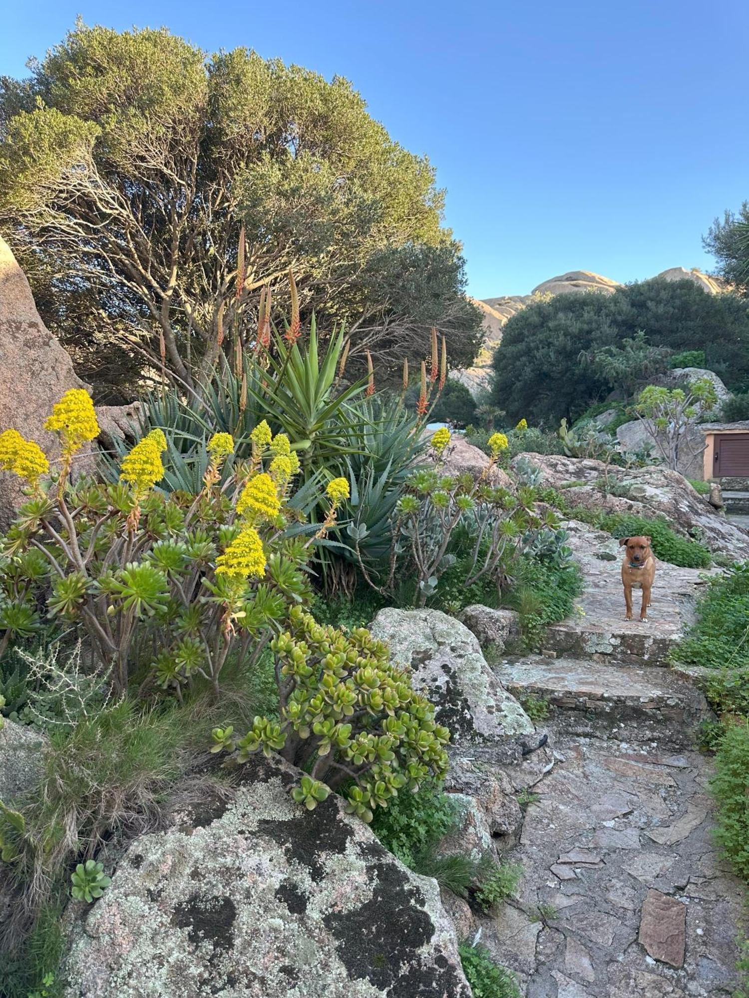 Casa vacanze L'olivastro Porto Cervo