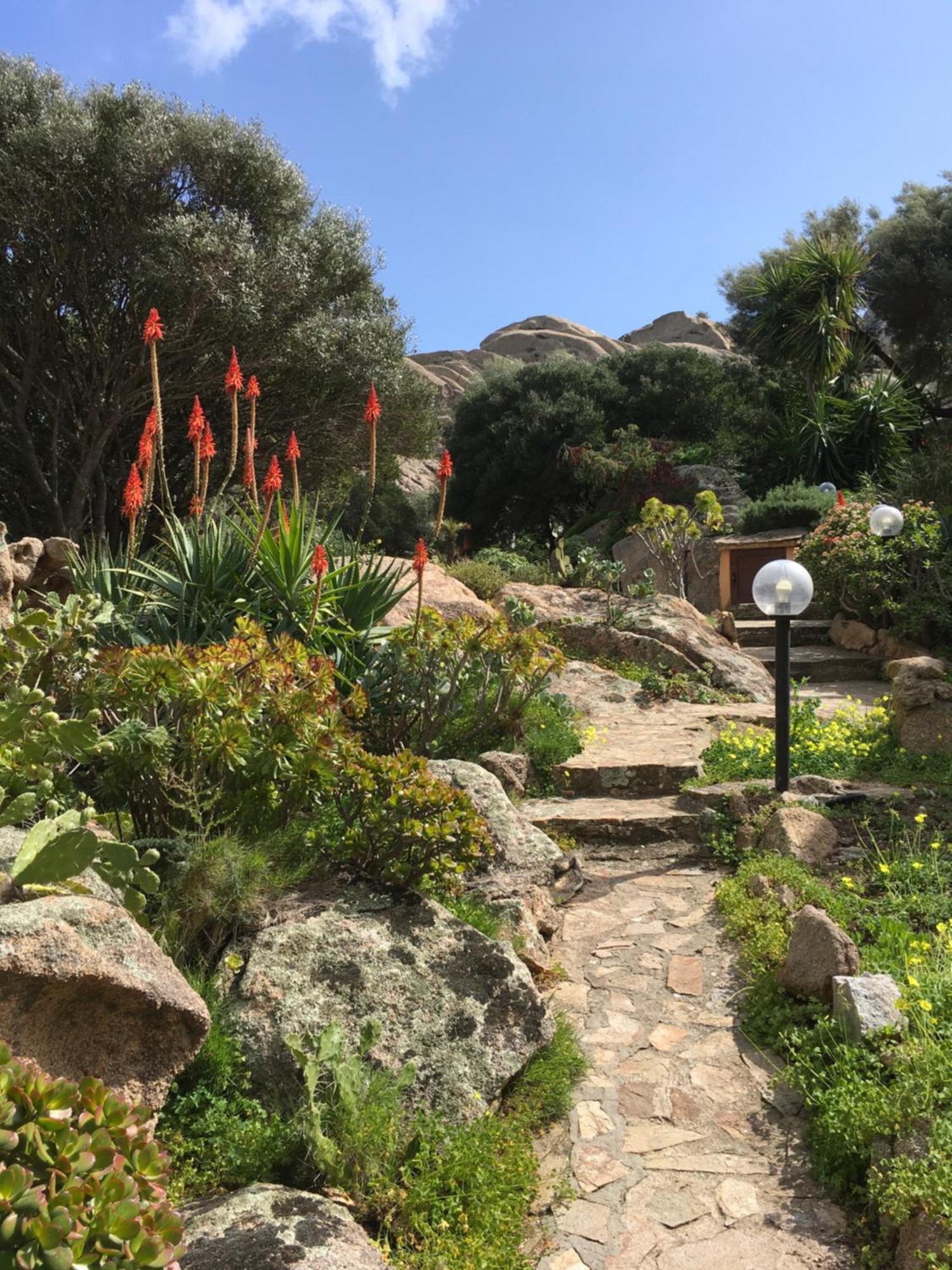 L'olivastro * Porto Cervo